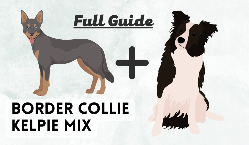 border collie kelpie mix guide