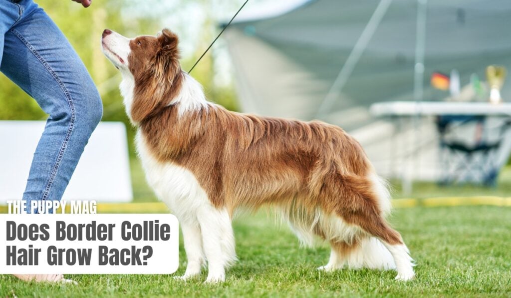 does border collie hair grow back
