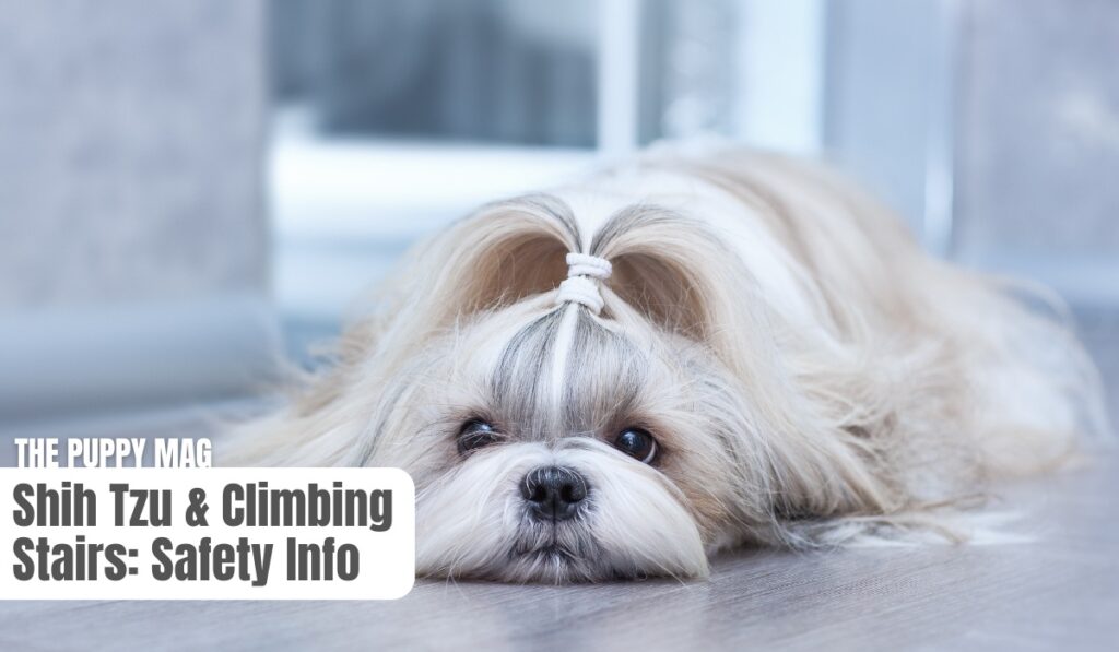 can shih tzus climb stairs