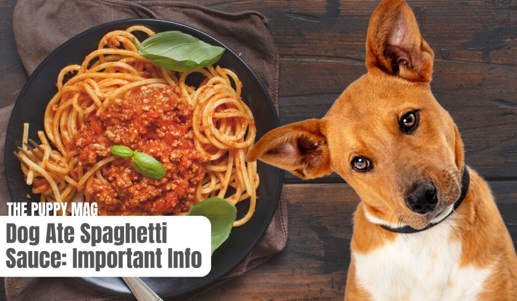 dog ate spaghetti sauce