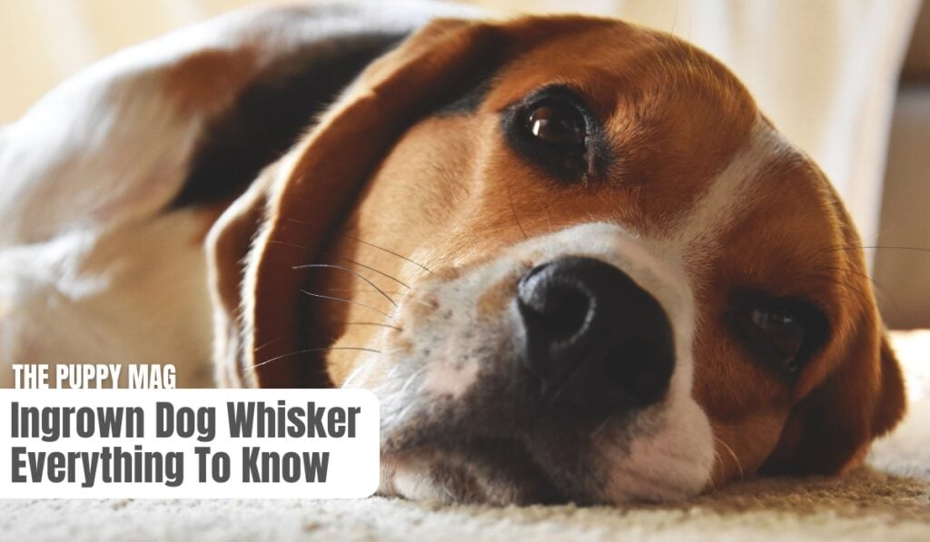 ingrown dog whisker