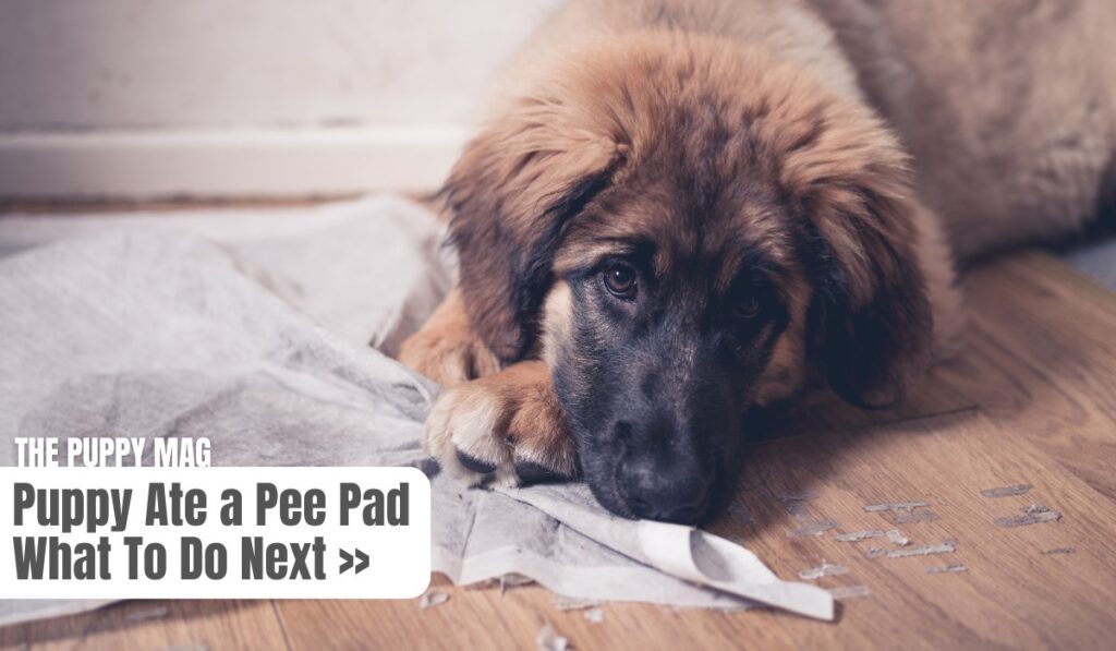 puppy eat pee pad