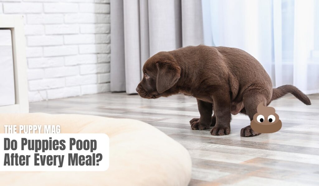 puppy poop after every meal