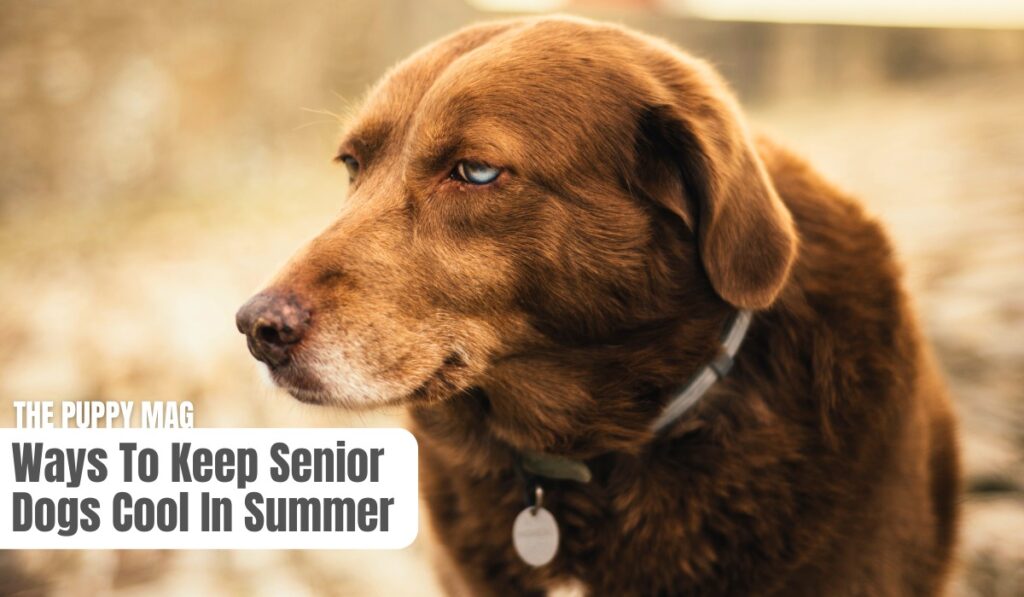 senior dog hot weather