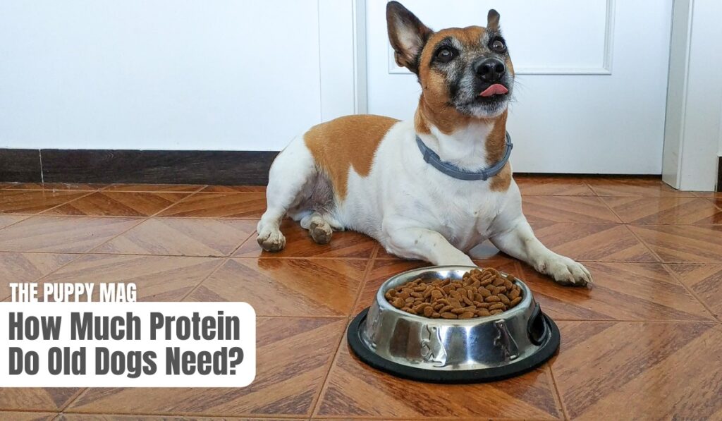 senior dog protein needs