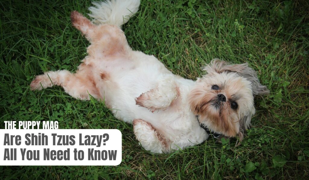 are shih tzus lazy