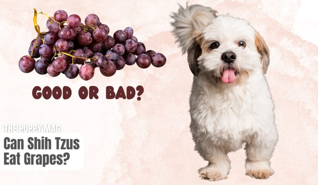 can shih tzus eat grapes