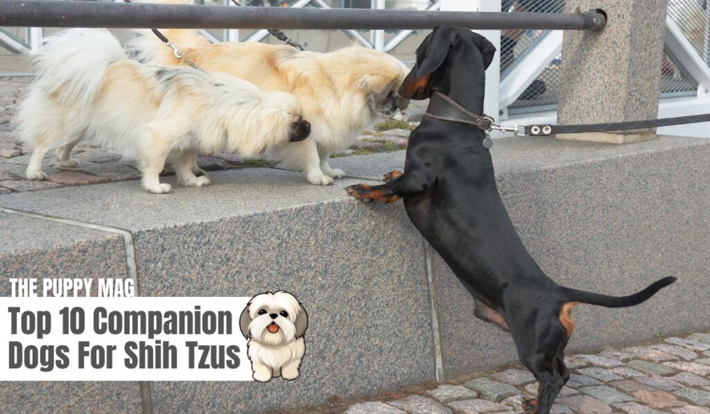 companion breeds for shih tzus
