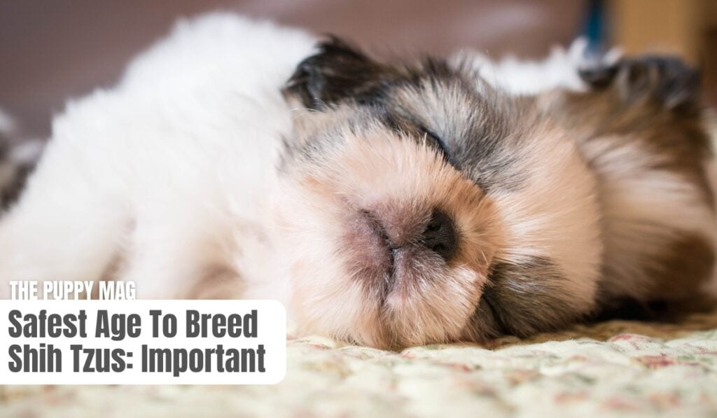 how old safest age to breed shih tzu
