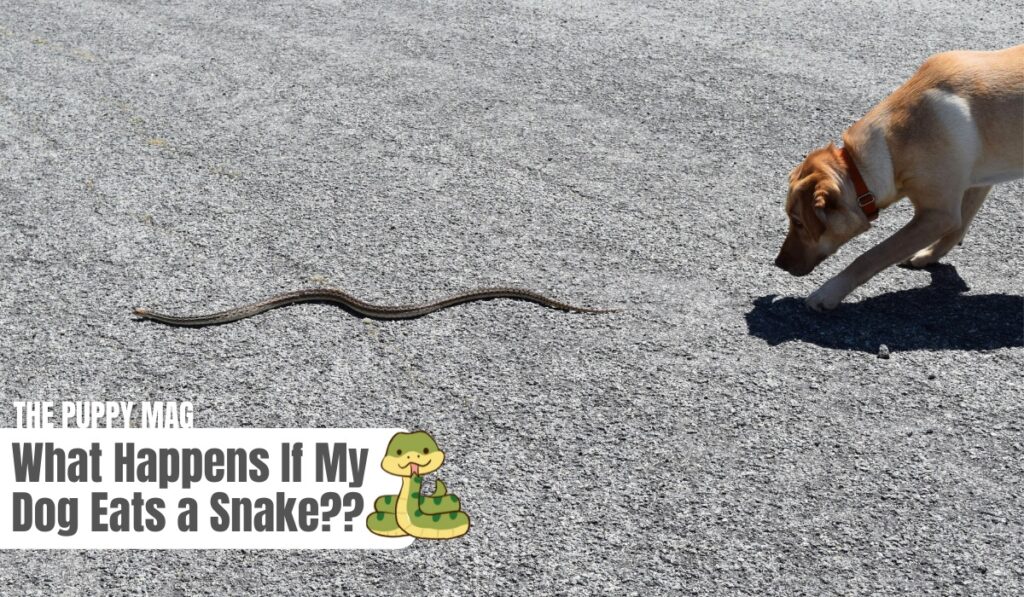 what happens if my canine eats a snake